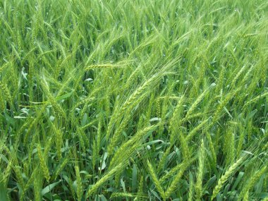 çavdar alanında yeşil kulakları