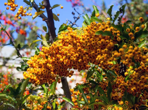 Branch Yellow Berries Siberian Melkoplodnik — Stock Photo, Image