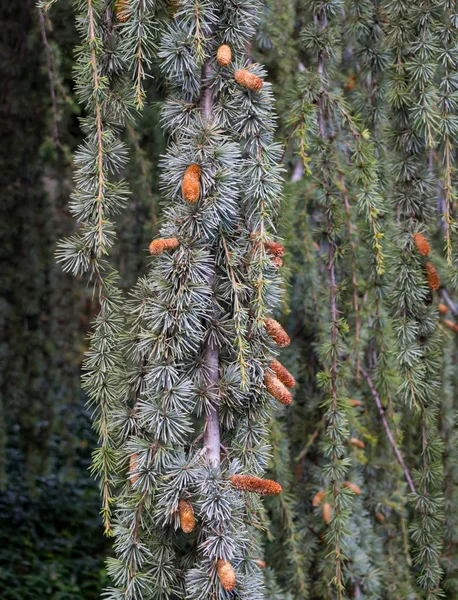 Small Bumps Branches Weeping Spruce — Stock Photo, Image