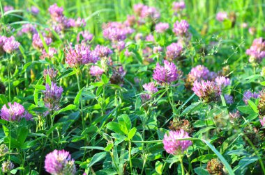 Bir yaz glade üzerinde çiçekli çayır yonca