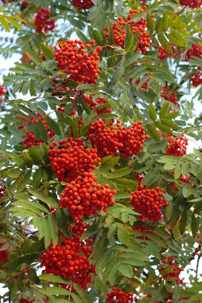 Bagas Maduras Rowan Vermelho Grupos Uma Árvore — Fotografia de Stock