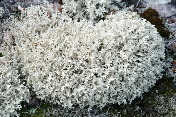 Gros Plan Sur Les Fourrés Mousse Yagel Cladonia Rangiferina — Photo