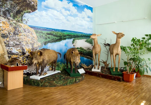 Zadonsk Rússia Agosto 2018 Fragmento Exposição Natural Museu História Local — Fotografia de Stock