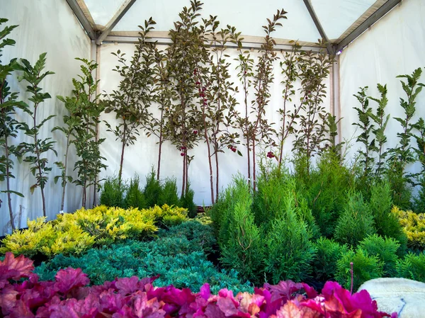Ornamental plants in the pavilion at the agricultural trade fair