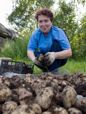 Yartsevo, Rusya - 25 Ağustos 2011: Yaşlı bir kadın patates mahsulünü sınıflandırıyor
