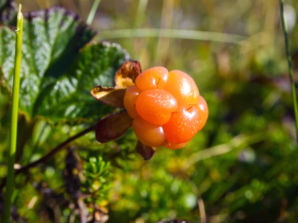 Olgun Cloudberry Doğal Koşullarda Tundra Yetişir — Stok fotoğraf