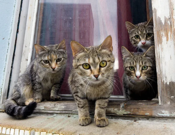 Group of gray cats on the windowsill sit and look into the camera