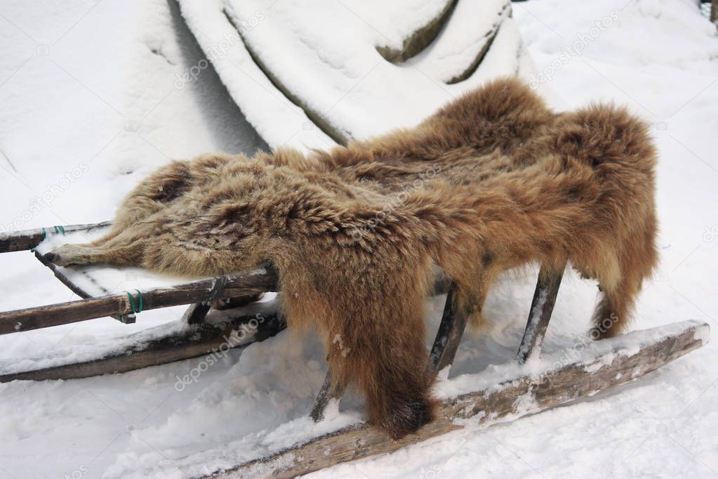 Bear's hide lies on a sleigh near the Sami yurt