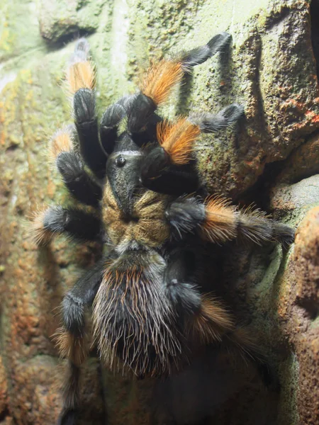 Une Grande Araignée Oiseau Rampant Sur Mur Pierre Sur Une — Photo