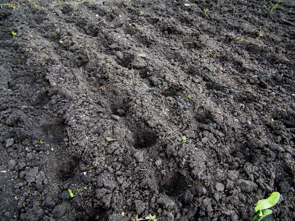 Small Pits Soil Made Planting — Stock Photo, Image