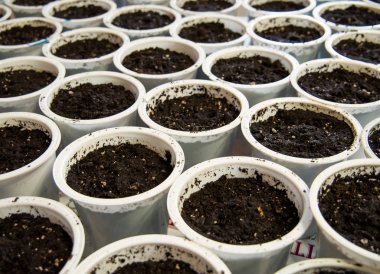 Fideler için tohum dikim için zemin ile Plastik bardak