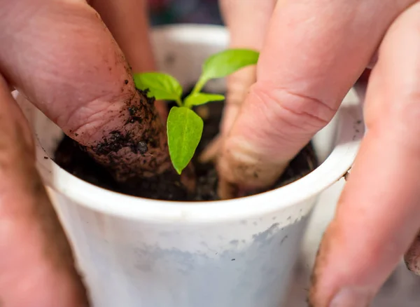 Junge Tomatentriebe Plastikbecher Verpflanzen — Stockfoto