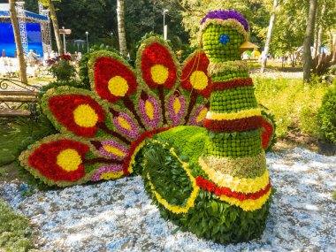 Voronej, Rusya - 30 Ağustos 2018: Taze çiçeklerden yapılmış tavus kuşu figürü
