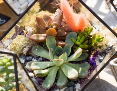 Cam bir kabın içindeki farklı kaktüslerin bileşimi