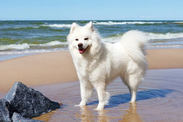 White Dog Samoyed Walks Sea Sunny Day — Stock Photo, Image
