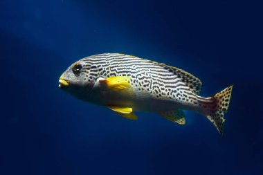 Oriental Sweetlips balığı (Plectorhinchus vittatus) Hint Okyanusu 'nun karanlık sularında yüzer. Yaklaş, odaklan, odaklan.