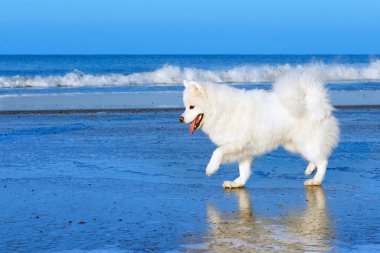 Beyaz Samoyed köpeği kışın deniz kenarında buzda yürüyor.