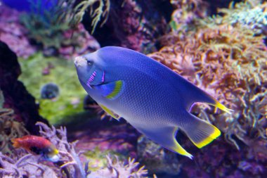 Mavi Melek Balığı (Holacanthus bermudensis) mercan resifleri arasında güzel, egzotik balıklar yüzer. Yumuşak odaklı, seçici odaklı