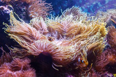 Dev Halı Anemonu (Heteractis Magnifica), Deniz biyolojisi, renkli uzun dokunaçlı deniz Anemone. Yumuşak odaklı, seçici odaklı