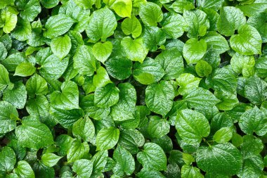 Su damlalı yeşil yapraklar. Taze bahar arkaplanı