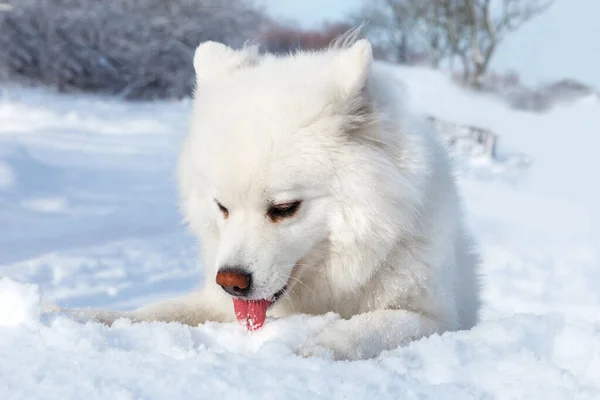 白い犬サモイドは晴れた冬の日に味を雪にしようとします — ストック写真
