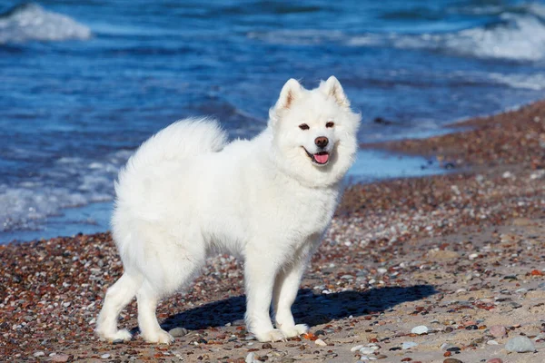 白い犬サモイドは晴れた日に海の近くに立つ — ストック写真