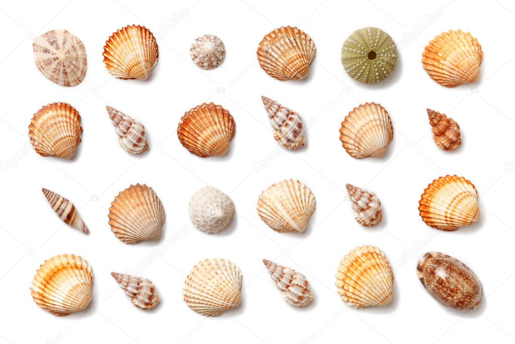 Collection of small exotic shells isolated on a white background. Flat lay, top view