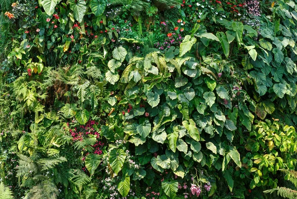 Patrón Tropical Hojas Palma Flores Bosque Lluvioso Selva Fondo — Foto de Stock