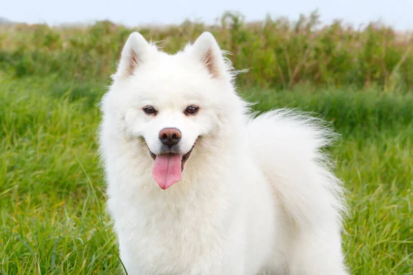 白い犬夏に緑の草の背景にサモイ 閉鎖肖像画 — ストック写真