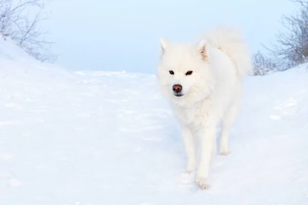 雪の背景に白いサモイド犬 — ストック写真