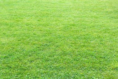 Yağmurdan sonra doğal, taze, manikürlü yeşil çimenler. Arkaplan resmi dokusu