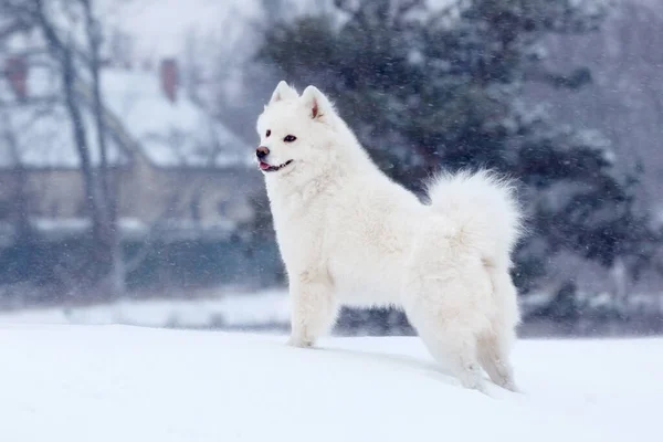 Bílý Samoyed Pes Procházky Zimě Během Sněžení — Stock fotografie