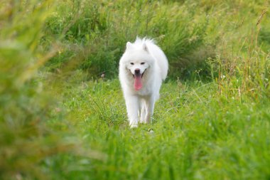 Beyaz Samoyed köpeği sıcak bir yaz gününde çimlerde yürüyor ve dilini dışarı çıkarıyor.