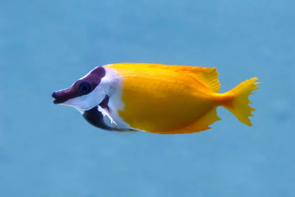 Foxface Rabbitfish Латинська Назва Siganus Vulpinus Тропічна Риба Який Фокус — стокове фото