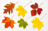 Vzor šesti jasných podzimních listů na bílém dřevěném pozadí.