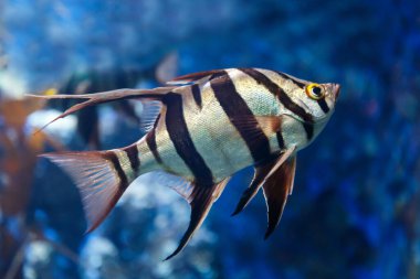 Yaşlı Eş (Enoplosus armatus) üzerinde küçük kafalı ve uzun yüzgeçli siyah beyaz çizgili bir balık. İlk yüzgeçteki dikenler zehirlidir. Yumuşak odaklı, seçici odaklı