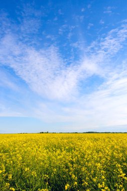 Güneşli bir günde bulutlu mavi gökyüzü ve tecavüz tarlası