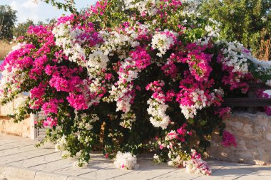 Kırmızı beyaz çiçekli büyük çalılık Bougainvillea