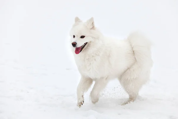 Λευκό Σκυλί Samoyed Περπατά Μέσα Από Χιόνι — Φωτογραφία Αρχείου