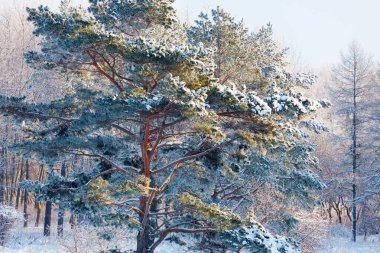 Çam, kış ormanında karla kaplıdır.
