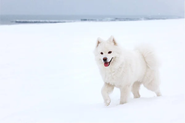 White Samoyed Dog Walks Snow Sea — Stock Photo, Image