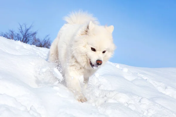 Λευκό Σκυλί Samoyed Τρέχει Στο Χιόνι Ηλιόλουστη Μέρα Του Χειμώνα — Φωτογραφία Αρχείου