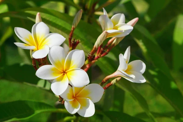 Lindas Flores Brancas Plumeria Nome Latino Plumeria Condições Naturais Foco — Fotografia de Stock