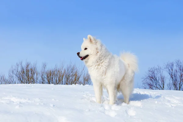 Witte Hond Samoyed Staan Sneeuw Winter Achtergrond Van Blauwe Lucht — Stockfoto