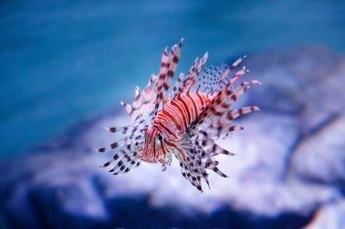 Luna aslan balığı (Pterois lunulata). Luna aslan balığı mavi suda yüzüyor. Yumuşak odaklı, seçici odaklı