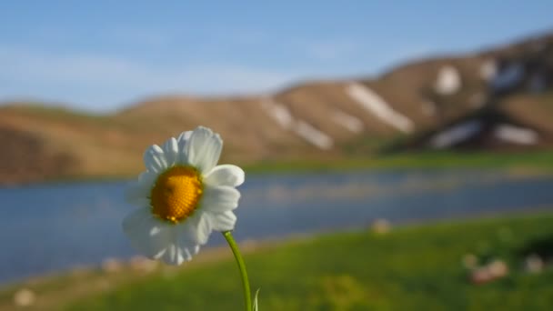 Marguerite Seule Papatya Cicegi — Video