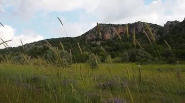 Rüzgarda yüzen buğday kulaklar