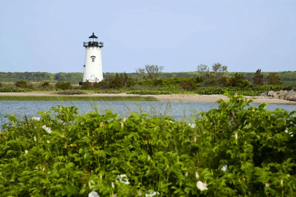 Bílé Plážové Růže Leží Popředí Před Majákem Edgartownu Ostrově Marthas — Stock fotografie