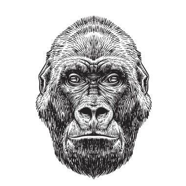 Goril kafası çizimi, beyaz arka planda goril maymunu, vektör illüstrasyonu.