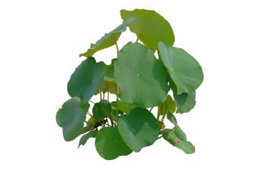 Nilüfer yaprağı kırpma yolu ile beyaz arkaplanda izole edildi.